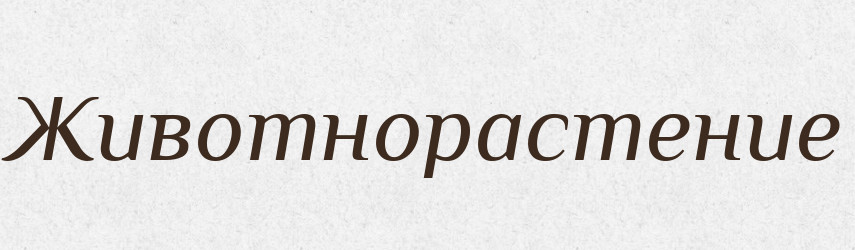 Животнорастение — Російсько-український академічний словник (А–П)