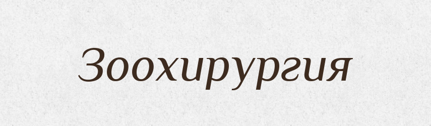 Зоохирургия — Російсько-український академічний словник (А–П)