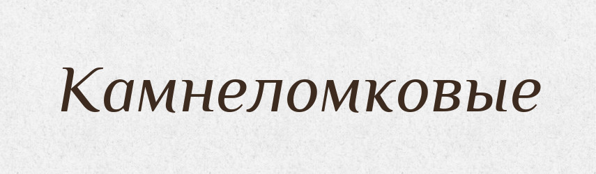 Камнеломковые — Російсько-український академічний словник (А–П)