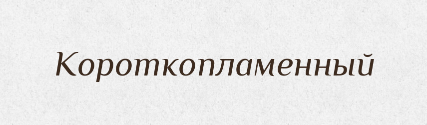 Короткопламенный — Російсько-український академічний словник (А–П)