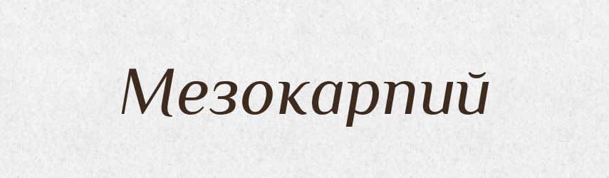 Мезокарпий — Російсько-український академічний словник (А–П)