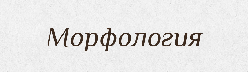 Морфология — Російсько-український академічний словник (А–П)