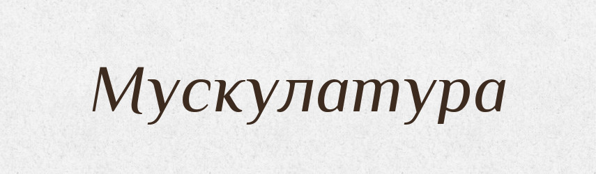 Мускулатура — Російсько-український академічний словник (А–П)