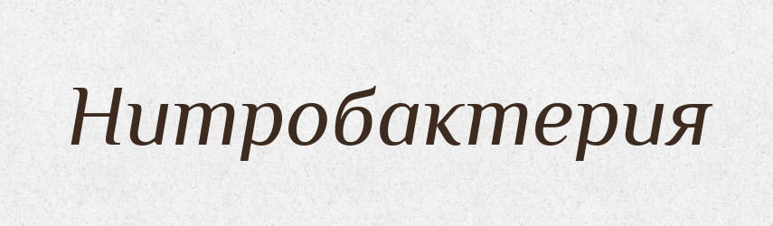 Нитробактерия — Російсько-український академічний словник (А–П)